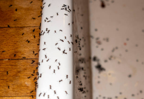 Best Wasp Removal Services  in Winchester, CA